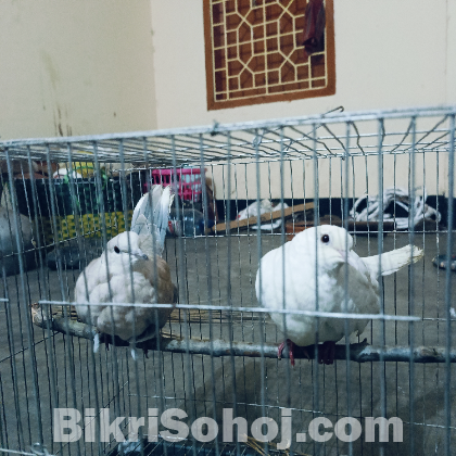 অস্ট্রেলিয়ান ঘুঘু